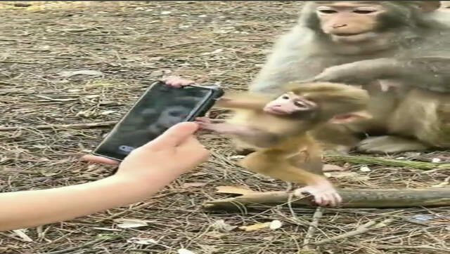 Video shows monkey trying to snatch smartphone from human