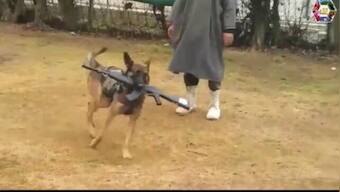 Army assault dog Axel awarded Mention-in-Despatches on I-Day