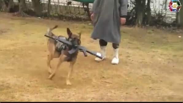 Army assault dog Axel awarded Mention-in-Despatches on I-Day