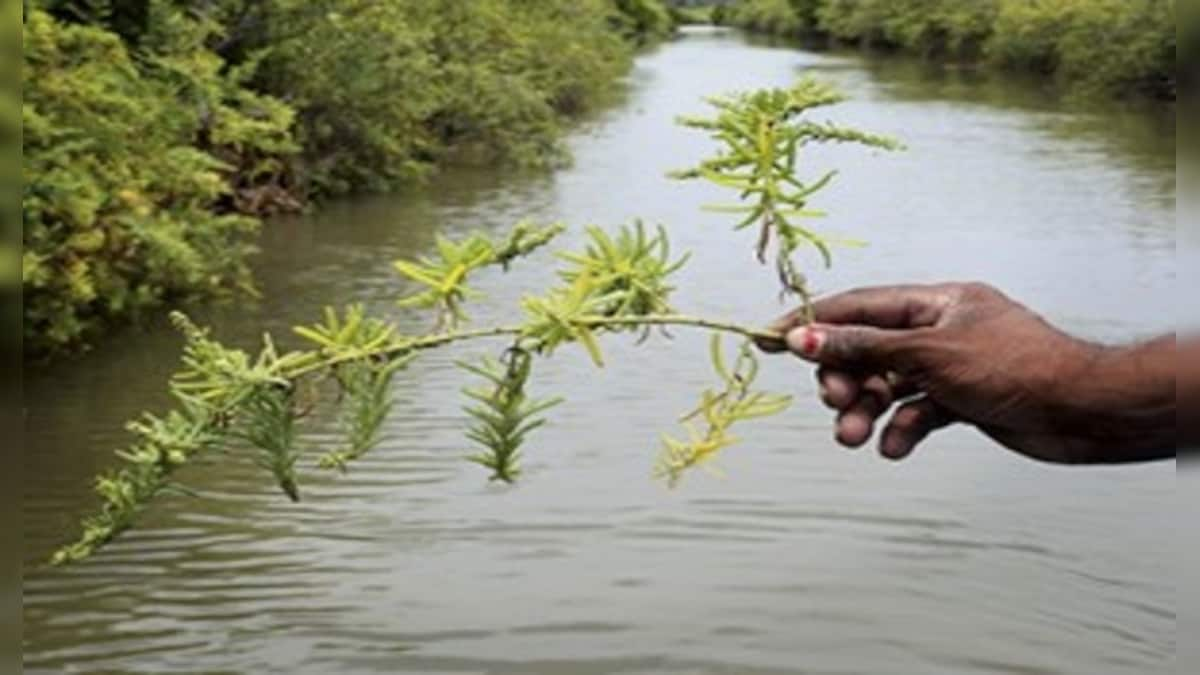 India's annual green finance is one-fourth of its needs, finds study by US based organisation