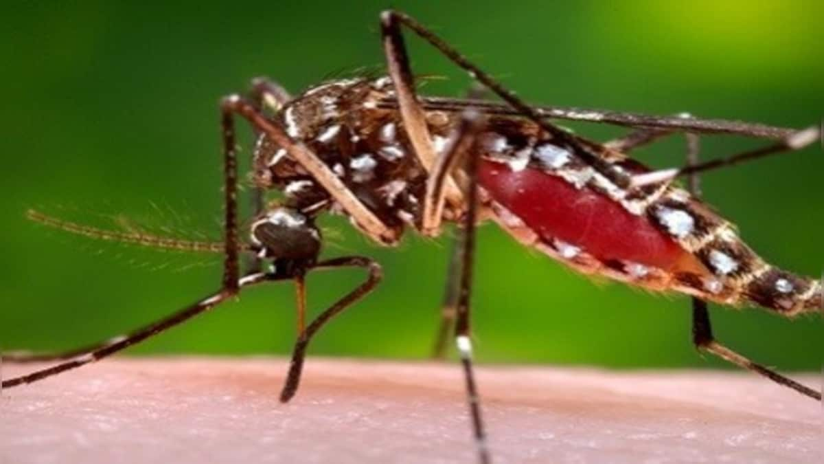 Dengue cases breach 500 mark in Uttarkhand; state logs 37 new cases in single day