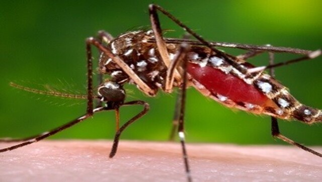Dengue cases breach 500 mark in Uttarkhand; state logs 37 new cases in single day Dengue cases breach 500 mark in Uttarkhand; state logs 37 new cases in single day