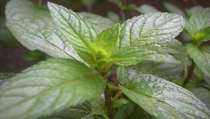 There's more to peppermint than aroma; from reducing stress to boosting immunity, here are 5 benefits There's more to peppermint than aroma; from reducing stress to boosting immunity, here are 5 benefits