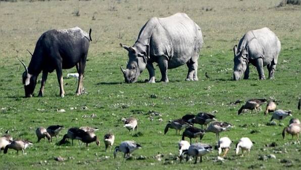 Rhino poaching bid in Kaziranga foiled, 4 arrested in Assam's Biswanath