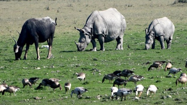 Rhino poaching bid in Kaziranga foiled, 4 arrested in Assam's Biswanath Rhino poaching bid in Kaziranga foiled, 4 arrested in Assam's Biswanath