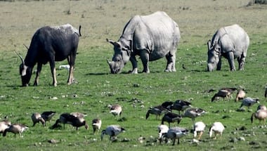 Rhino poaching bid in Kaziranga foiled, 4 arrested in Assam's Biswanath