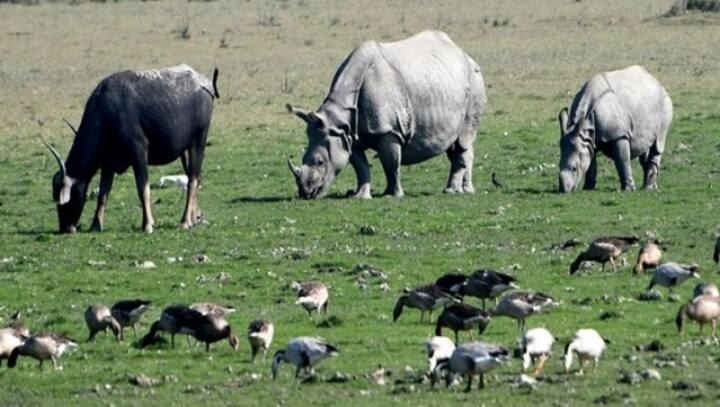 Rhino poaching bid in Kaziranga foiled, 4 arrested in Assam's Biswanath