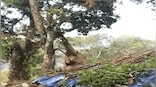 Watch: Elephant struggles to get jackfruit high up on tree; here's how it got its favourite fruit