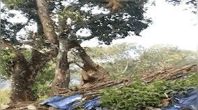 Watch: Elephant struggles to get jackfruit high up on tree; here's how it got its favourite fruit