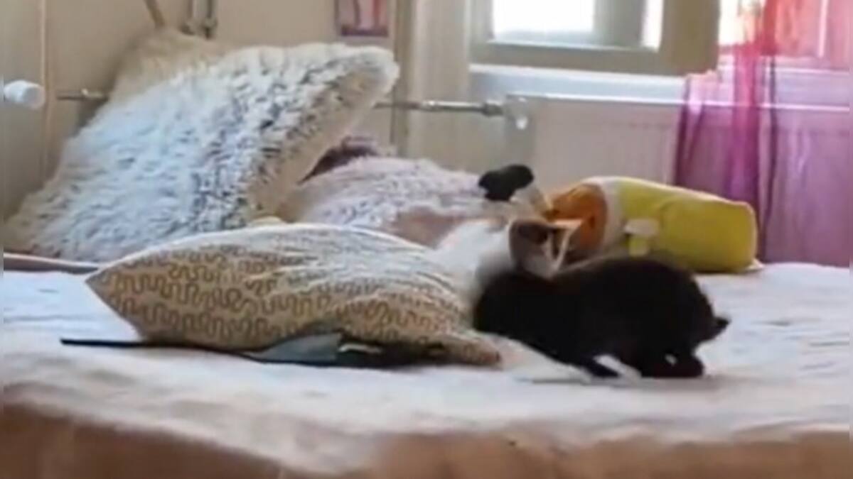 This cute rabbit chase of a kitten will surely win your heart, watch ...