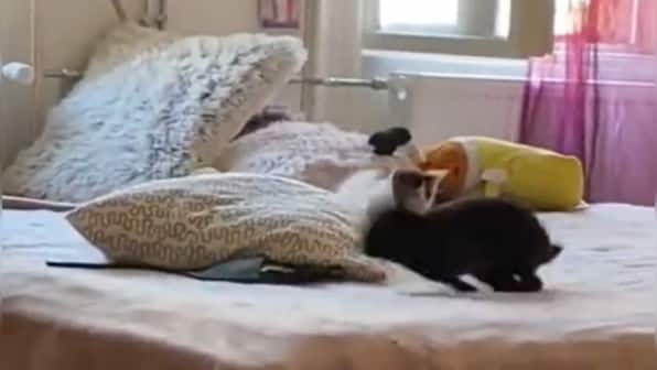 This cute rabbit chase of a kitten will surely win your heart, watch ...