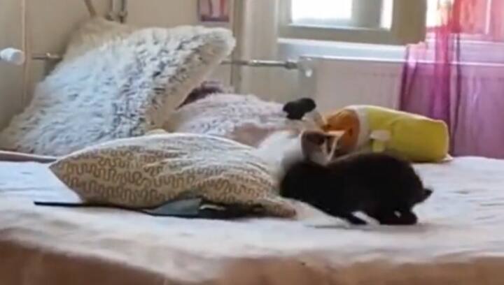 This cute rabbit chase of a kitten will surely win your heart, watch video