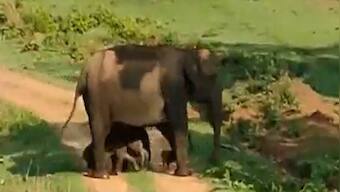 Twin baby elephants tucked under mother’s belly, video wins hearts