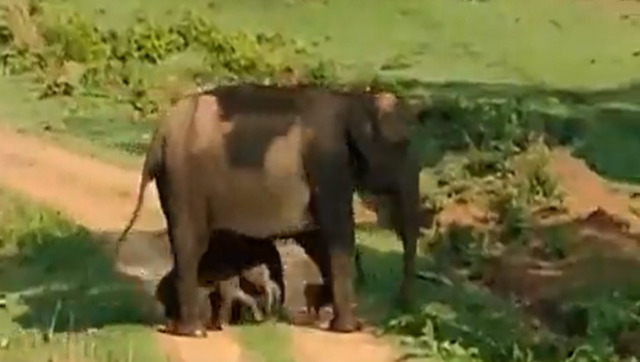 Twin baby elephants tucked under mother’s belly, video wins hearts Twin baby elephants tucked under mother’s belly, video wins hearts
