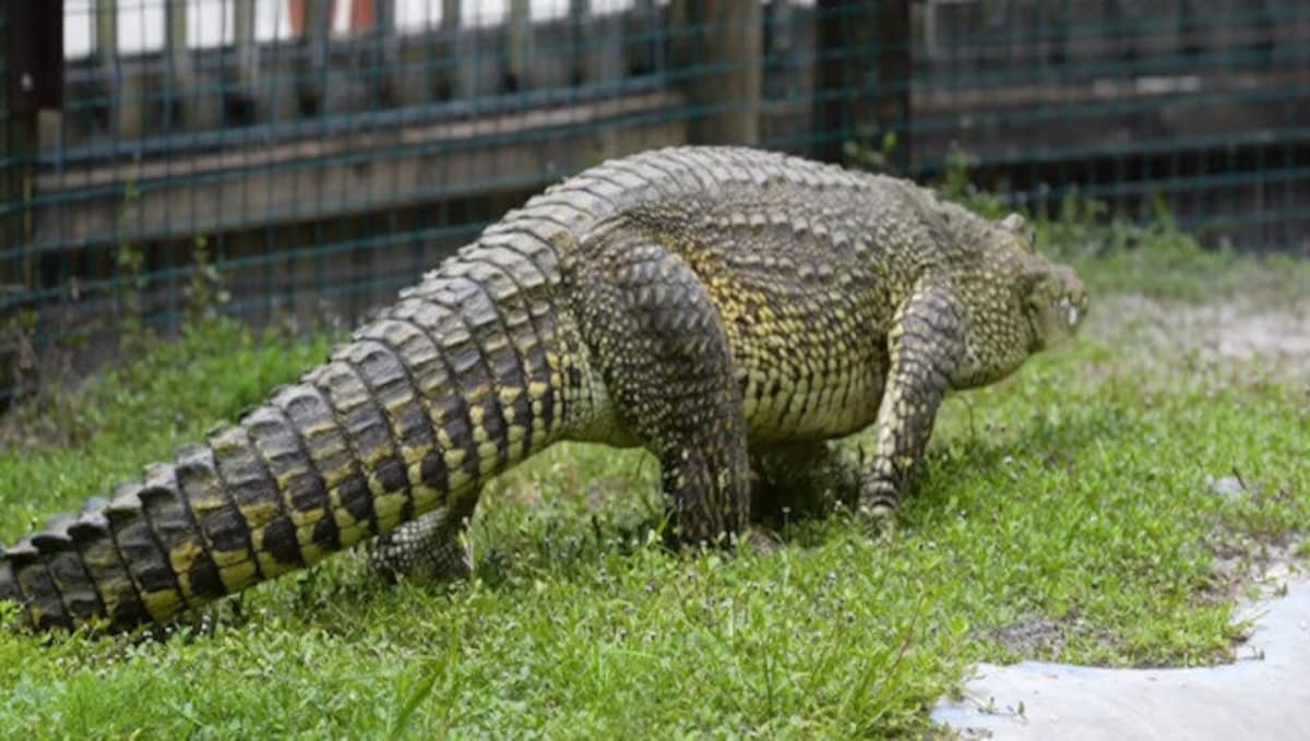 Watch These Bold Dogs Chase off an Intruding Crocodile - A-Z Animals