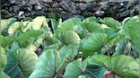 Is Aloo good for health in monsoons? Nutritionist explains benefits of taro leaves