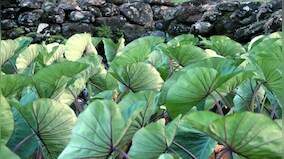 Is Aloo good for health in monsoons? Nutritionist explains benefits of taro leaves
