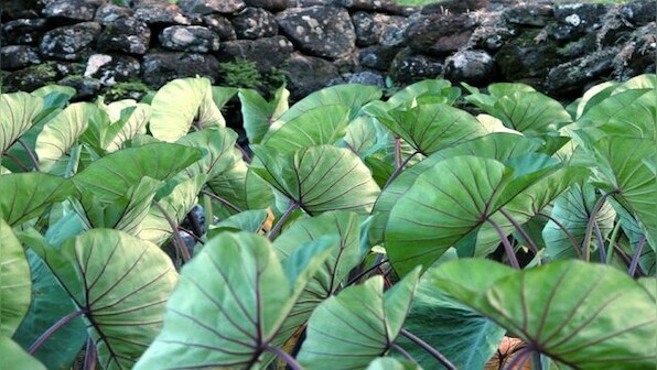 Is Aloo good for health in monsoons? Nutritionist explains benefits of taro leaves