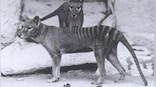 Should thylacines be brought back from extinction? Here’s what experts have to say