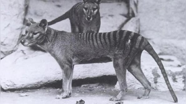 Should thylacines be brought back from extinction? Here’s what experts have to say