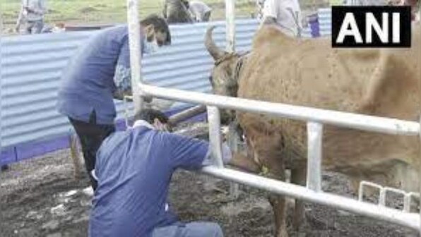 ICAR develops vaccine for Lumpy Skin Disease in cattle