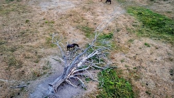 No rains, persistent heatwaves: Europe’s ‘worst drought in 500 years’, explained