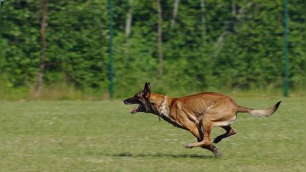 Sniffing out the Bad Guys: How the Belgian Malinois dogs are tracking poachers in Assam