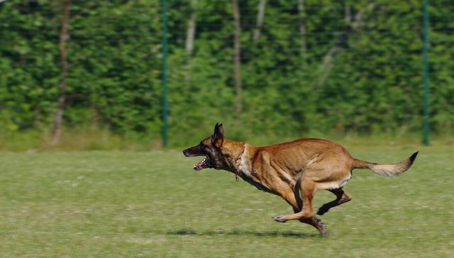 Sniffing out the Bad Guys: How the Belgian Malinois dogs are tracking poachers in Assam Sniffing out the Bad Guys: How the Belgian Malinois dogs are tracking poachers in Assam