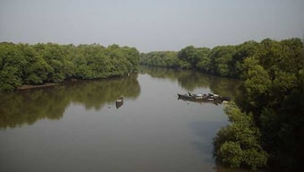 Why awareness on mangroves and plantation drives are critical in conserving biodiversity