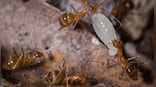From cinnamon to pepper: Use these home remedies to get rid of ants