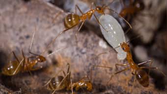 What are yellow crazy ants that are causing cattle to go blind in Tamil Nadu?