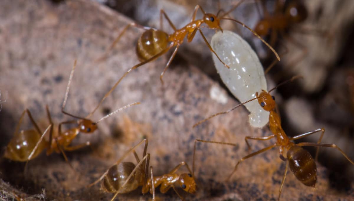 6 Home Remes To Get Rid Of Ants