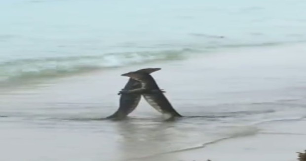 Watch: Monitor lizards share a warm hug, internet is in complete awe Watch: Monitor lizards share a warm hug, internet is in complete awe