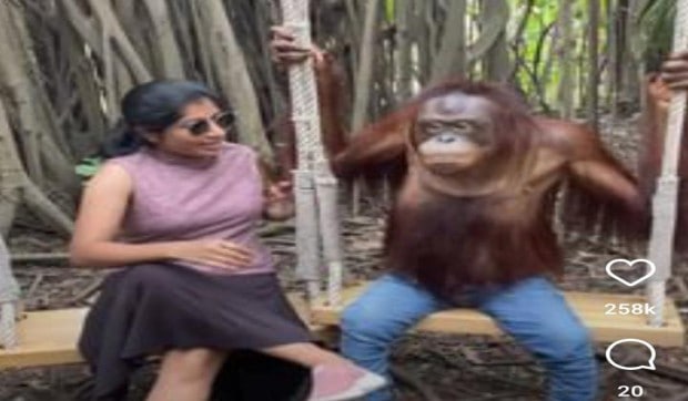 Watch: Jeans-clad chimpanzee kisses woman, poses for photo