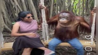 Watch: Jeans-clad chimpanzee kisses woman, poses for photo