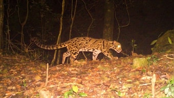 Rare clouded leopard sighted in Bengal: What we know about one of the world’s most elusive cats