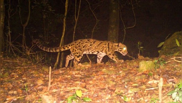 Rare clouded leopard sighted in Bengal: What we know about one of the world’s most elusive cats
