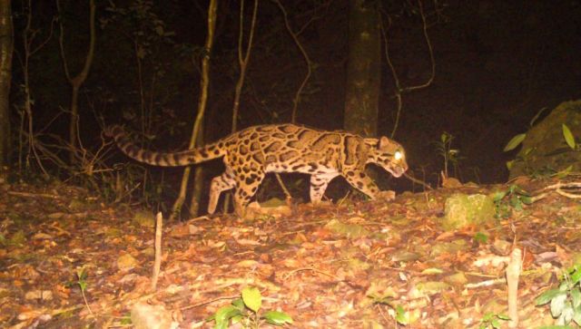 Rare clouded leopard sighted in Bengal: What we know about one of the world’s most elusive cats Rare clouded leopard sighted in Bengal: What we know about one of the world’s most elusive cats