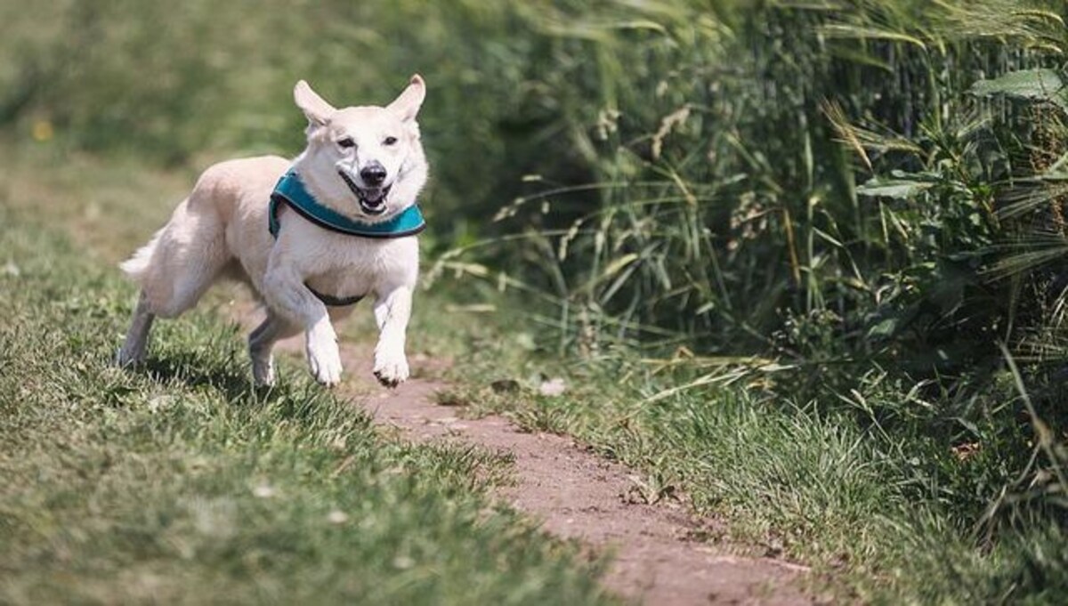 What You Should Consider Before Deciding to Get a Pet Dog - News18