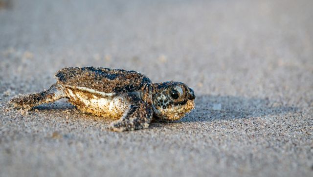 It’s a girl… again: Why 99% sea turtles in Florida are born female It’s a girl… again: Why 99% sea turtles in Florida are born female