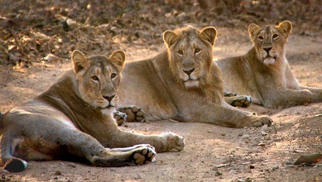 Explained: Why Gujarat Forest Department is radio-collaring lions