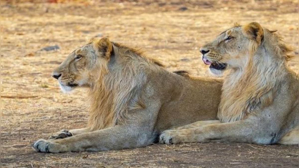 Explained: Why Gujarat is finally moving lions from Gir – Firstpost