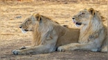 Explained: Why Gujarat is finally moving lions from Gir
