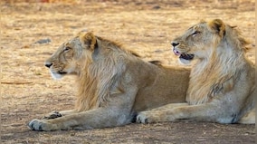 Explained: Why Gujarat is finally moving lions from Gir