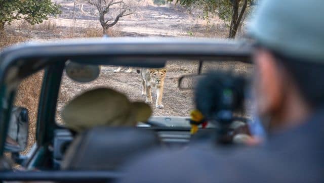 An Asiatic lion seen in front of a tourist vehicle at the Gir National Park and Sanctuary at Sasan Gir, some 330 kilometres from Ahmedabad. AFP