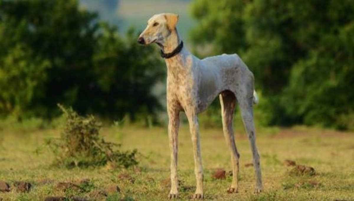 Canine and able: What are Mudhol hounds likely to be part of Prime ...