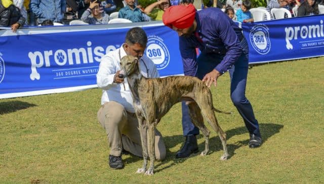 The Mudhol hound is the first indigenous breed to serve in the Indian Army. AFP 