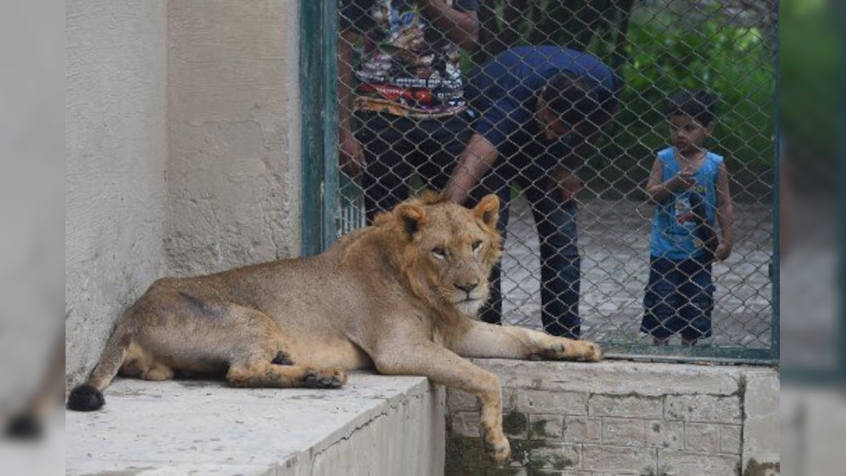 Mane attraction: What happened when Pakistan decided to auction lions?