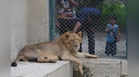 Mane attraction: What happened when Pakistan decided to auction lions?