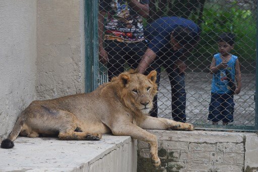 Pakistan zoo cancels lion auction, plans expansion instead Pakistan zoo cancels lion auction, plans expansion instead